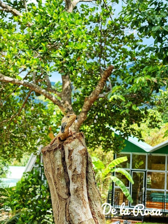 Chi Khu Co Ong Homestay De La Rosa - Con Dao מראה חיצוני תמונה